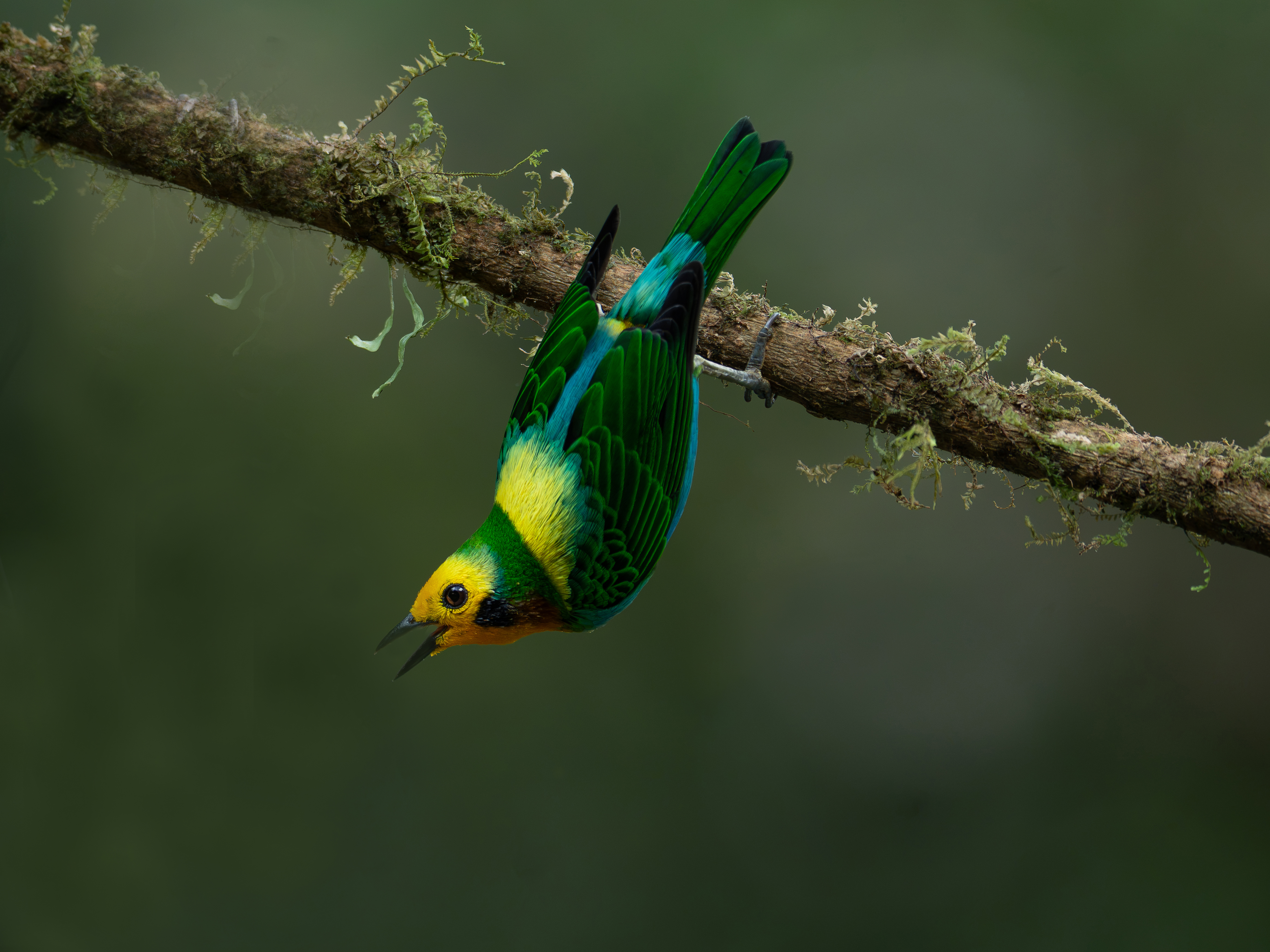 The Best Places for Bird Photography in Colombia